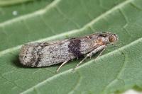 Sciota rhenella