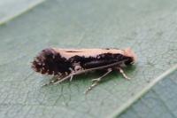Monopis obviella