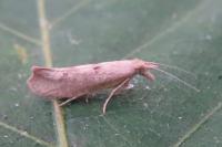 Ypsolopha alpella
