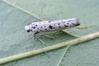 Yponomeuta plumbella