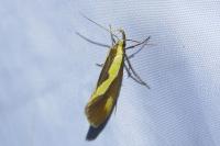 Harpella forficella