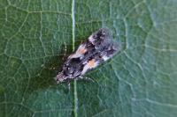 Teleiodes luculella