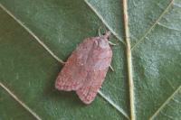Acleris sparsana
