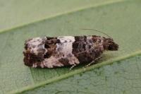 Notocelia trimaculana