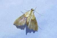 Agrotera nemoralis