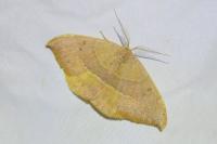 Watsonalla binaria/uncinula
