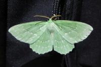 Geometra papilionaria