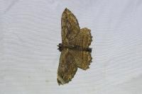 Philereme transversata