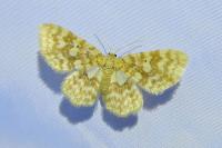 Hydrelia flammeolaria