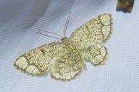 Stegania cararia