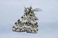 Lymantria monacha