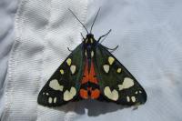 Callimorpha dominula