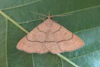 Paracolax tristalis