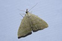 Pechipogo strigilata