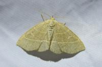 Trisateles emortualis