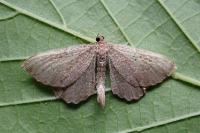 Philereme vetulata