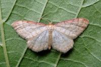 Idaea humiliata