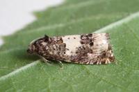 Epiblema cirsiana