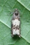 Epiblema cirsiana