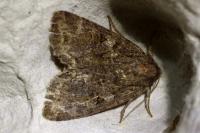 Fissipunctia ypsillon