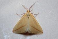 Rhodometra sacraria
