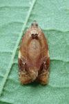 Ditula angustiorana