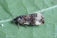 Endothenia