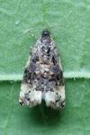 Endothenia