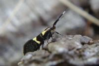 Dasycera oliviella