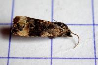 Endothenia