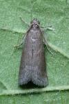 Assara conicolella