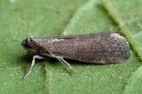 Assara conicolella