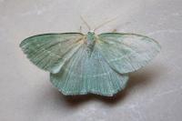 Hemistola chrysoprasaria