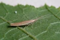Coleophora
