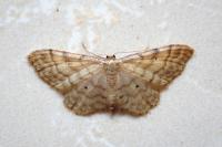 Idaea fuscovenosa