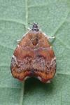 Choreutis nemorana
