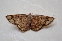 Stegania cararia