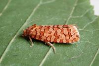 Lozotaeniodes formosana