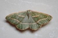 Hylaea fasciaria