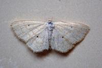 Scopula immutata