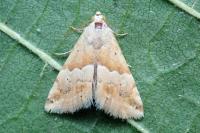 Eublemma parva