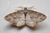 Ectropis crepuscularia