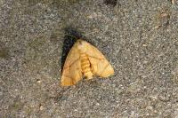 Apoda limacodes