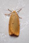 Cybosia mesomella