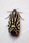 Emmelia trabealis
