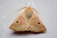 Crocallis elinguaria