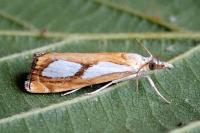 Catoptria pinella