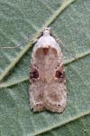 Agonopterix alstroemeriana