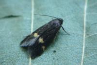 Borkhausenia minutella