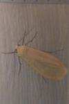 Wittia sororcula